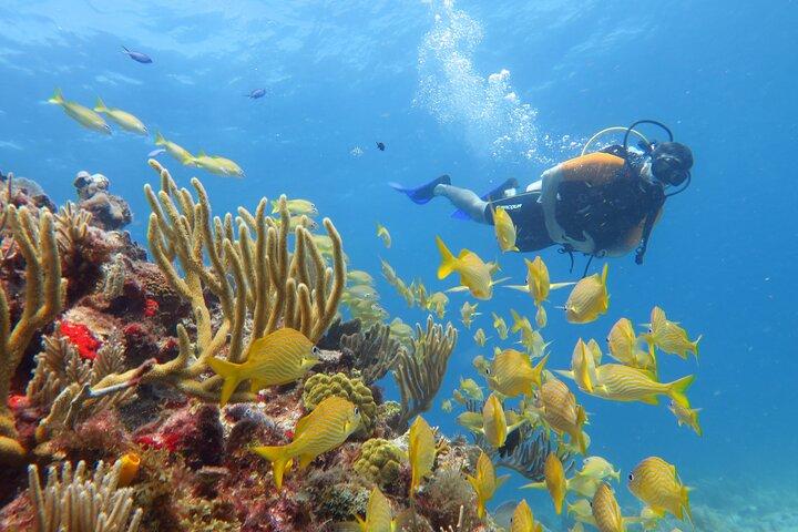 2 Tanks Dives Cancun Underwater Museum for Certified Divers