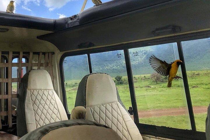 8-Day Tanzania Private Safari Tour with Airport Pickup