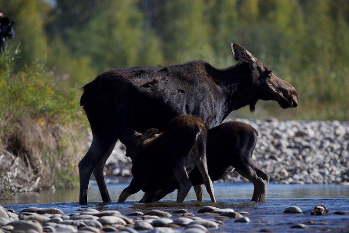 The Premier Wildlife Tours in Rocky Mountain National Park