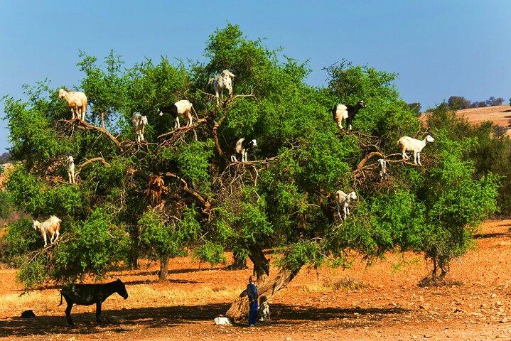 Private Day Trip to Essaouira and Argan Forest from Marrakech