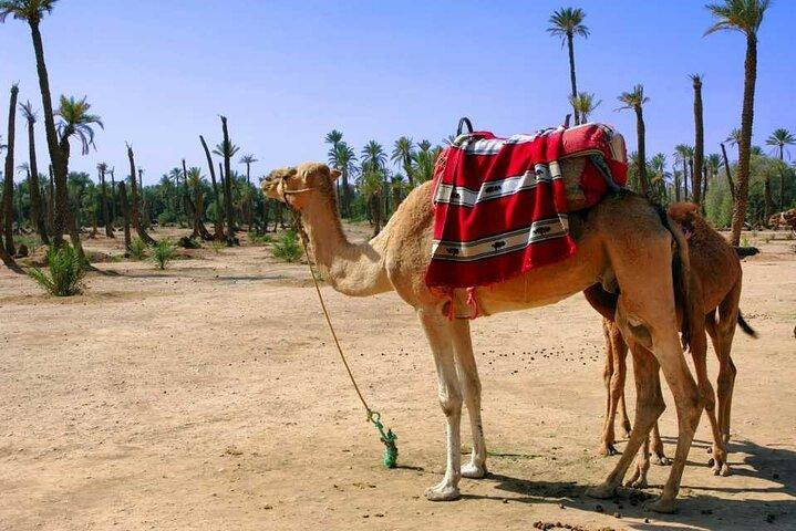 Sunset Camel Ride with tea break in the Palm Grove of Marrakech