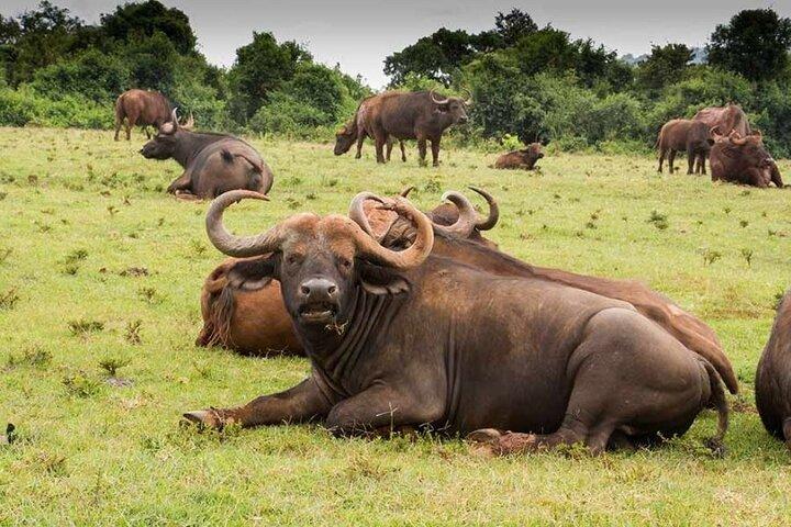Lake Nakuru Day Trip