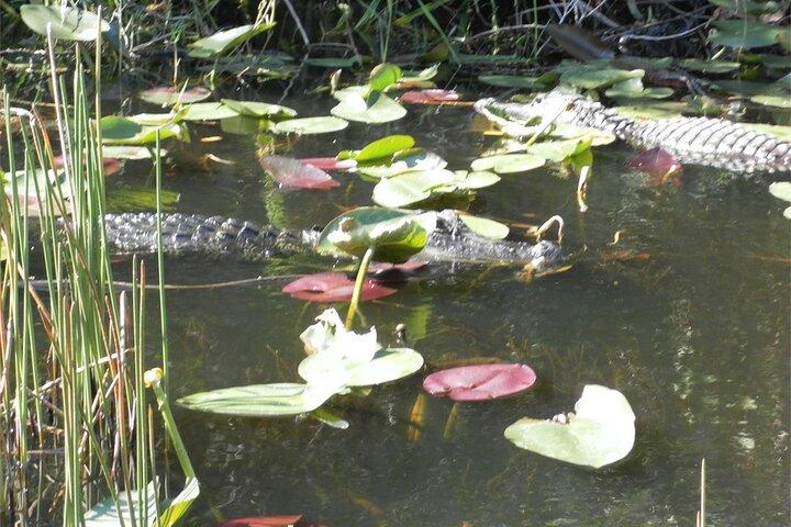 Everglades Airboat Tour from Fort Lauderdale with transportation