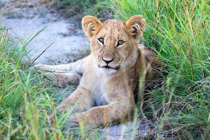 6 Days Wildebeest Migration Safari in Tanzania