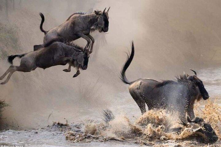 8 Days Fantastic Wildlife In Tanzania