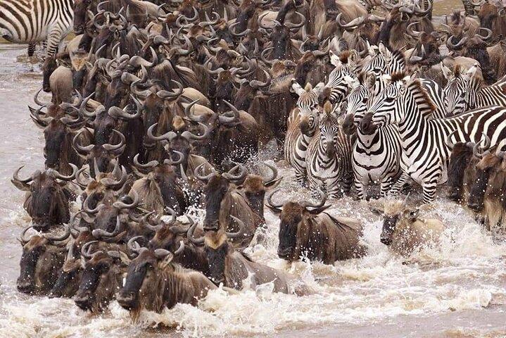 8 Days Fantastic Wildlife In Tanzania