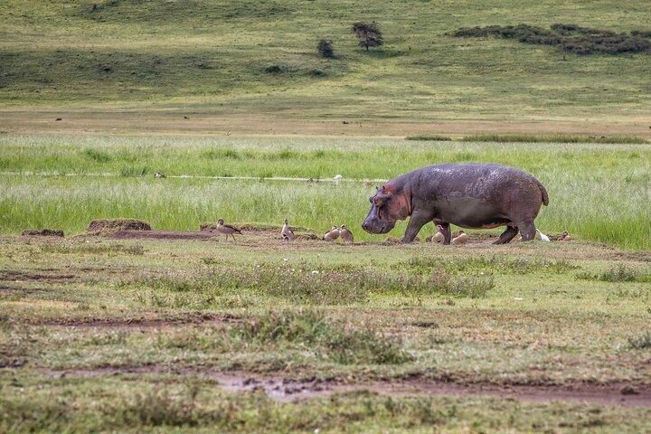 9 Days Migration Safari Tanzania Budget