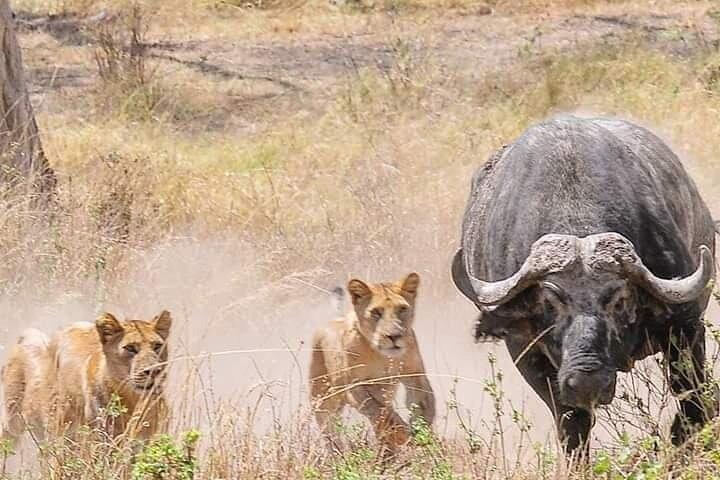 8 Days Fantastic Wildlife In Tanzania