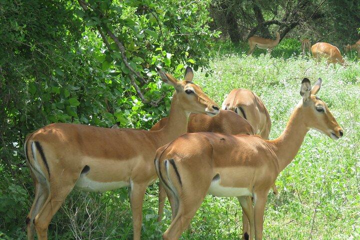 Affordable 5 days Tanzania budget camping safari (group joining)