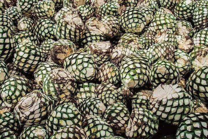 Tequila Tour through the Blue Agave Fields from Guadalajara