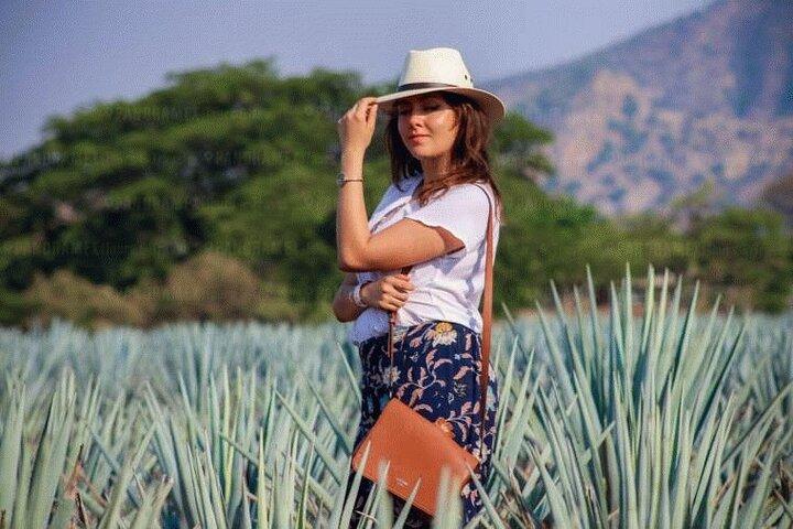 Tequila Tour through the Blue Agave Fields from Guadalajara