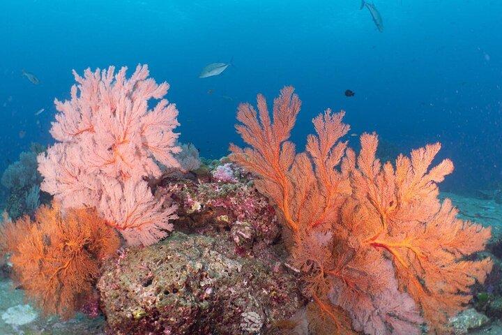 2-Day Similans Scuba Diving from Phuket