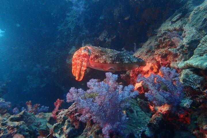 Racha Yai Dive Trip from Phuket