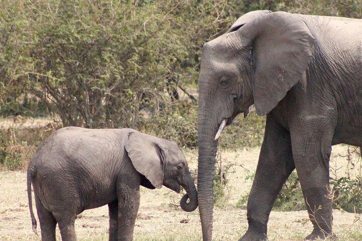 3 Days Amzing Safari in Tarangire and Nngorongoro