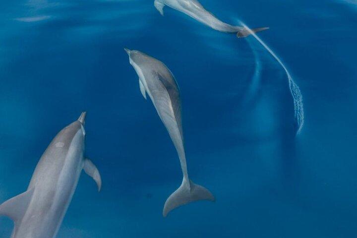 Dolphin & Whale Watching in Puerto Escondido