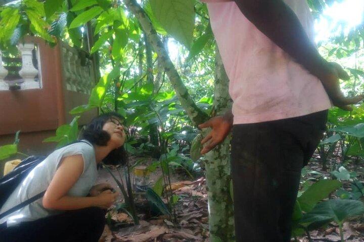 Cocoa Trail