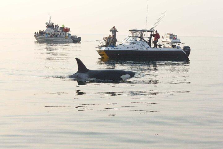 Orcas Island Whale Watching