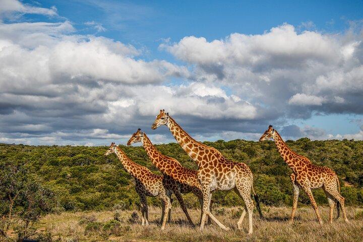 Day Safari at Pumba Private Game Reserve