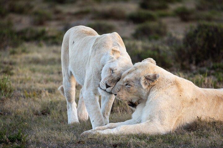 Day Safari at Pumba Private Game Reserve