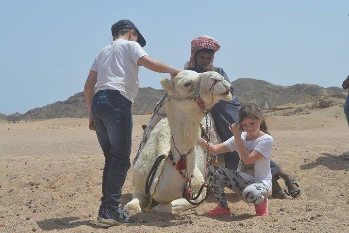 Camel ride & dinner with the Bedouin & star gazing in Sharm el Sheikh