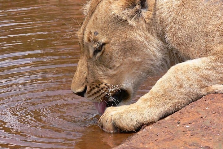 Half day wildlife tour to Nairobi National Park Game Drive with Pickup/Drop off