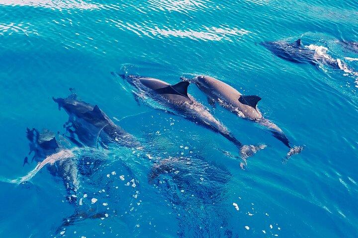Oahu: Swim with Dolphins on the West Coast