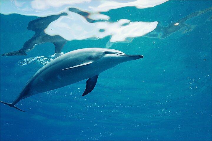 Oahu: Swim with Dolphins on the West Coast