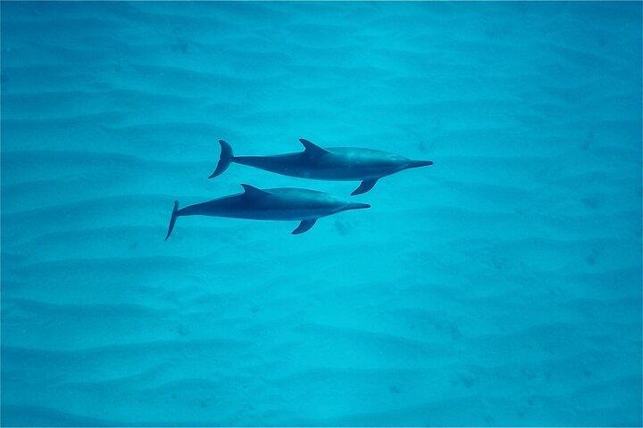 Oahu: Swim with Dolphins on the West Coast