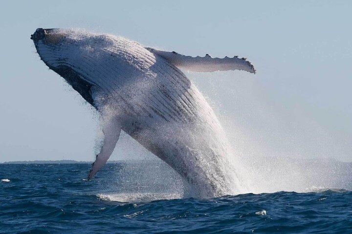 Mooloolaba Whale Watching – Small Group Tour