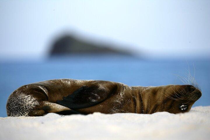 Galapagos Intensive 5 days, land base (3Islands) Excludes galapagos flight