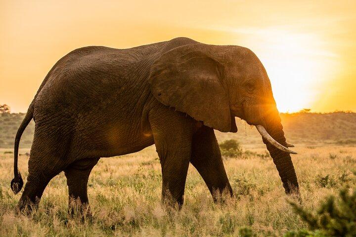 5 Days Safari Tour in Arusha