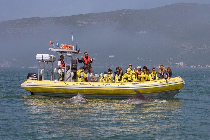 Sesimbra - Dolphins c/ Marine Biologist + Quick Embarkation