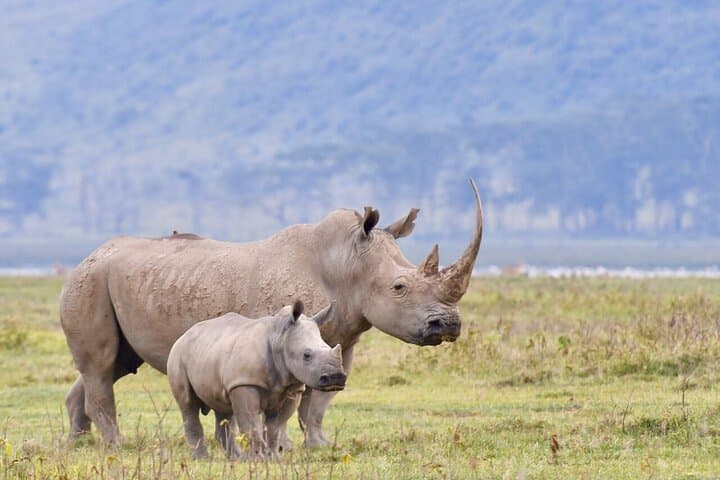 4-Day Masai Mara and Lake Nakuru Safari Tour from Nairobi
