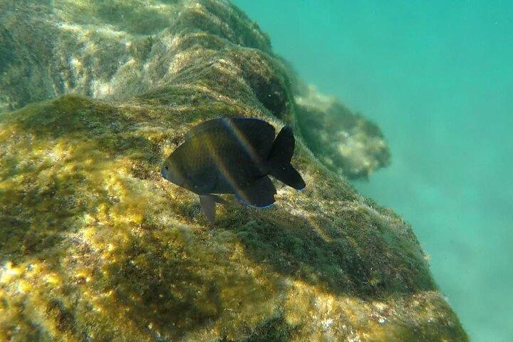 Snorkel Adventure at Cozumel Cielo! From Cancun & Riviera Maya