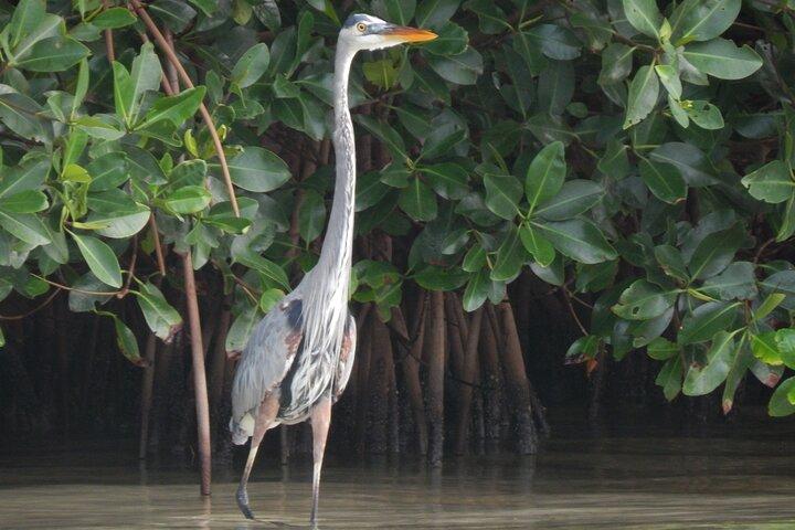 Nichupte Lagoon Wildlife Tour