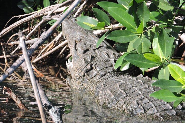 Nichupte Lagoon Wildlife Tour