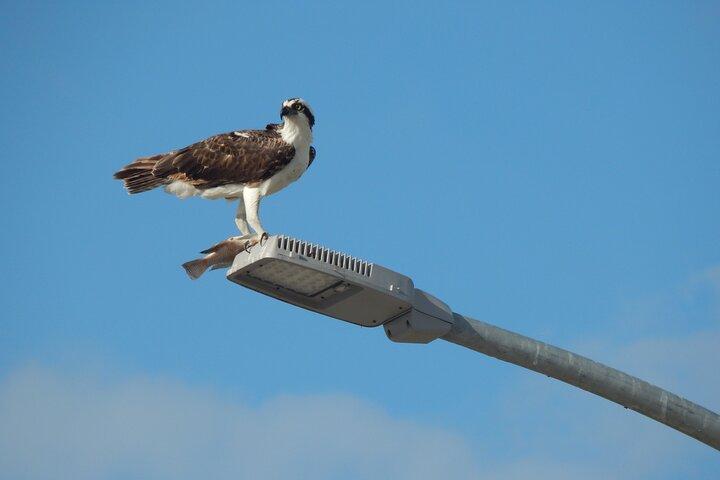 Nichupte Lagoon Wildlife Tour