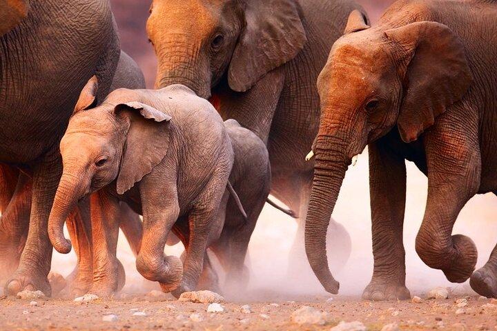 Safari Game Drive & Rhino Walks In The Mosi-oa-Tunya National Park