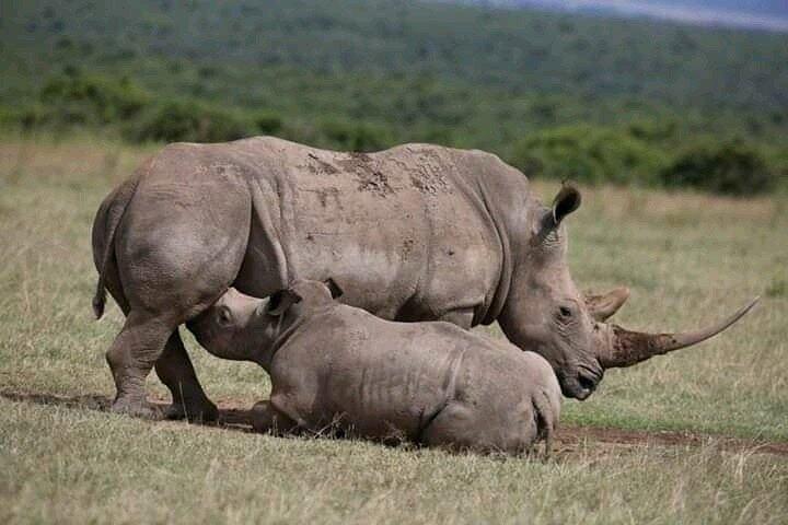 Safari Game Drive & Rhino Walks In The Mosi-oa-Tunya National Park