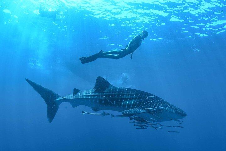 Whale Shark Watching and Snorkeling Experience from Cancun
