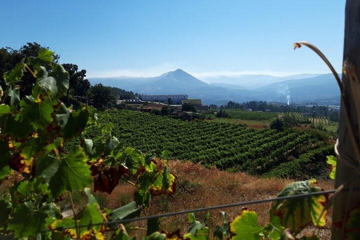 Identity Tasting | Quinta de Santa Cristina Vinho Verde