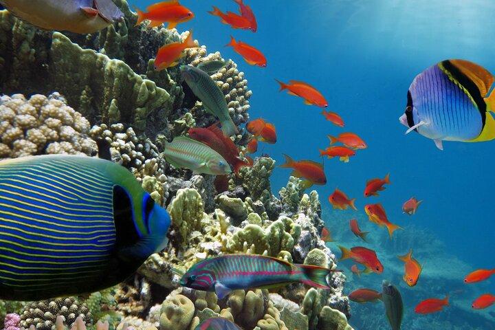Half-Day Puerto Morelos Snorkeling Experience with Lunch