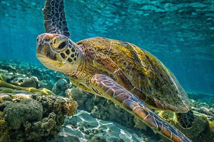 Half-Day Puerto Morelos Snorkeling Experience with Lunch