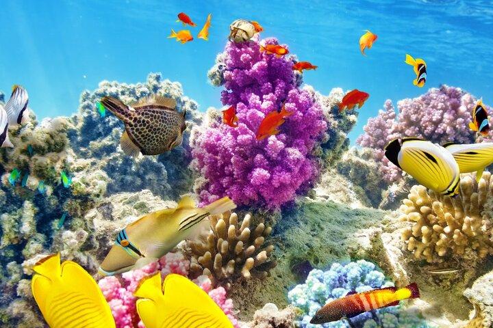 Half-Day Puerto Morelos Snorkeling Experience with Lunch