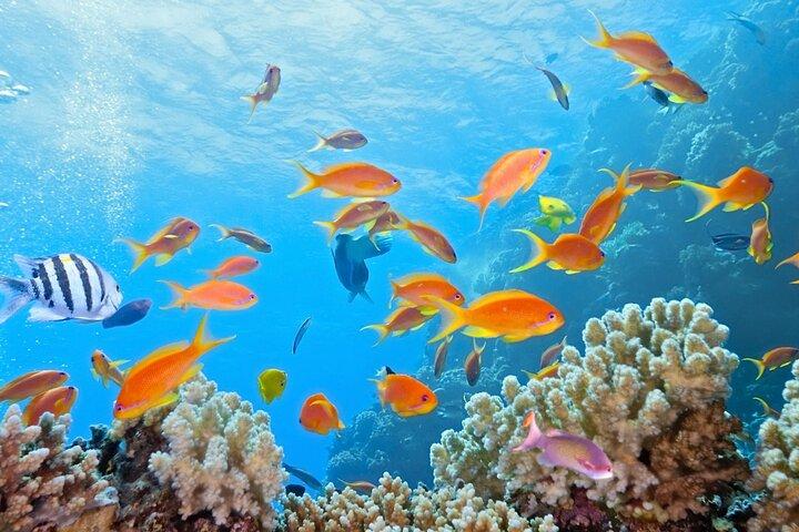 Half-Day Puerto Morelos Snorkeling Experience with Lunch