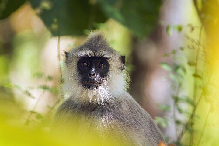 2 Day Tour to Minneriya & Wilpattu National Park From Colombo