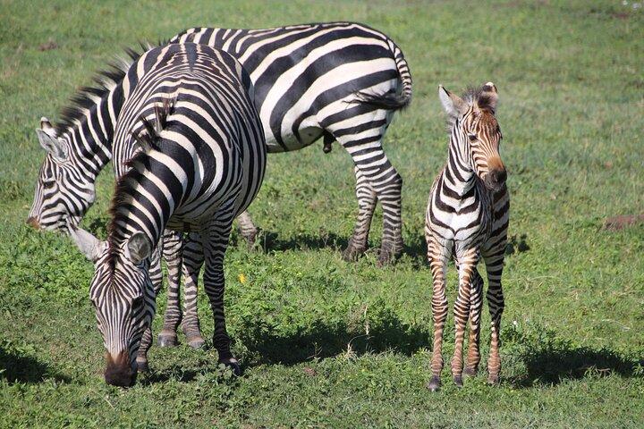 4-Day Safari to Tarangire, Serengeti and Ngorongoro from Arusha - Join a group