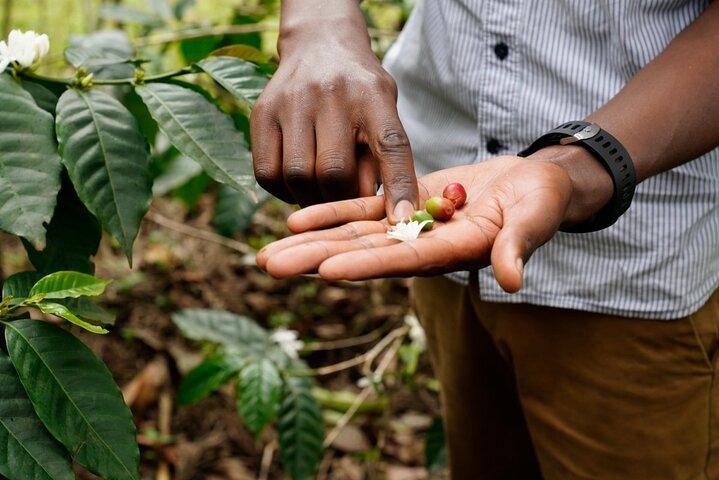 Private Meru Coffee Tour in Nkoaranga