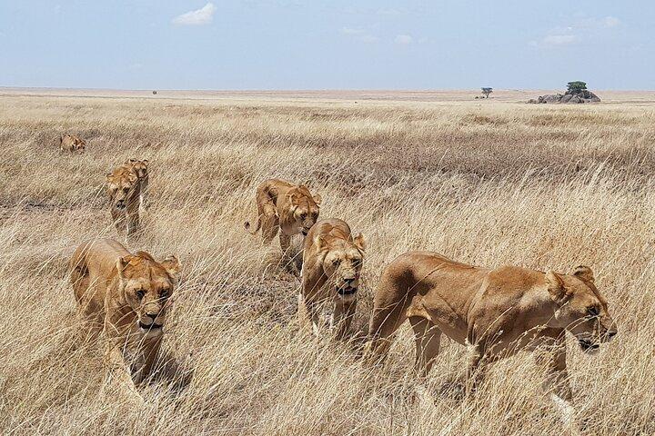 Private Day tour Amboseli national park in Tourist van