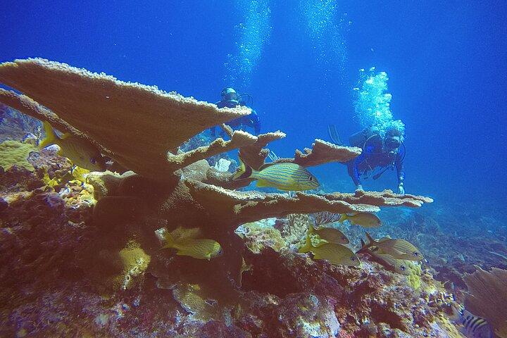 2 Tanks Scuba Diving in Punta Cancun Reefs for Certified Divers